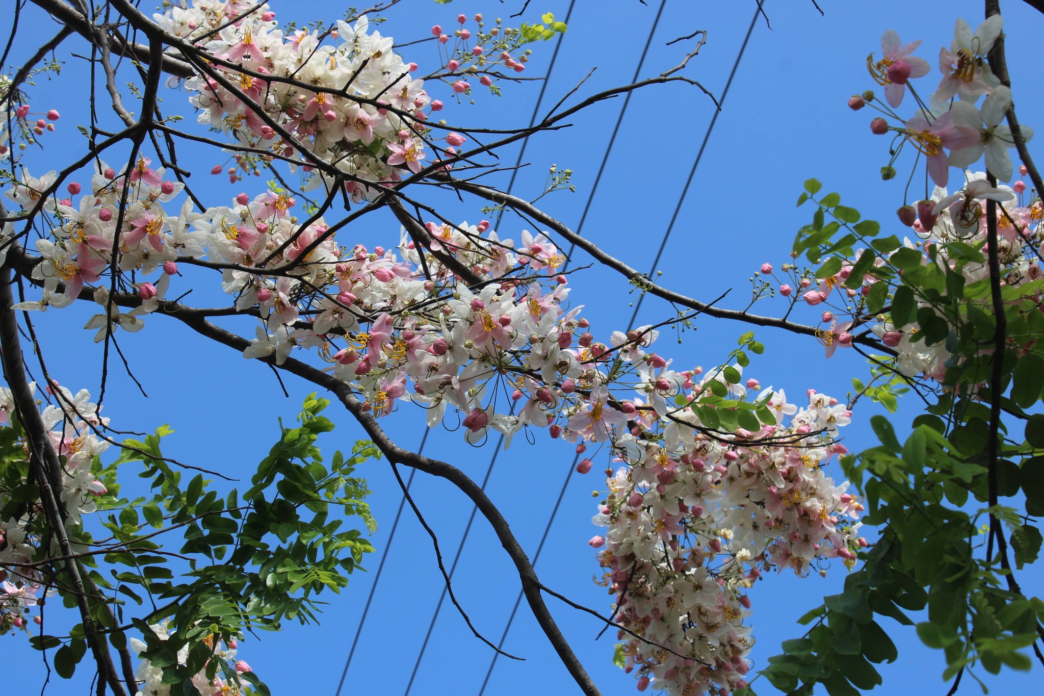 Balayong Festival Puerto Princesa