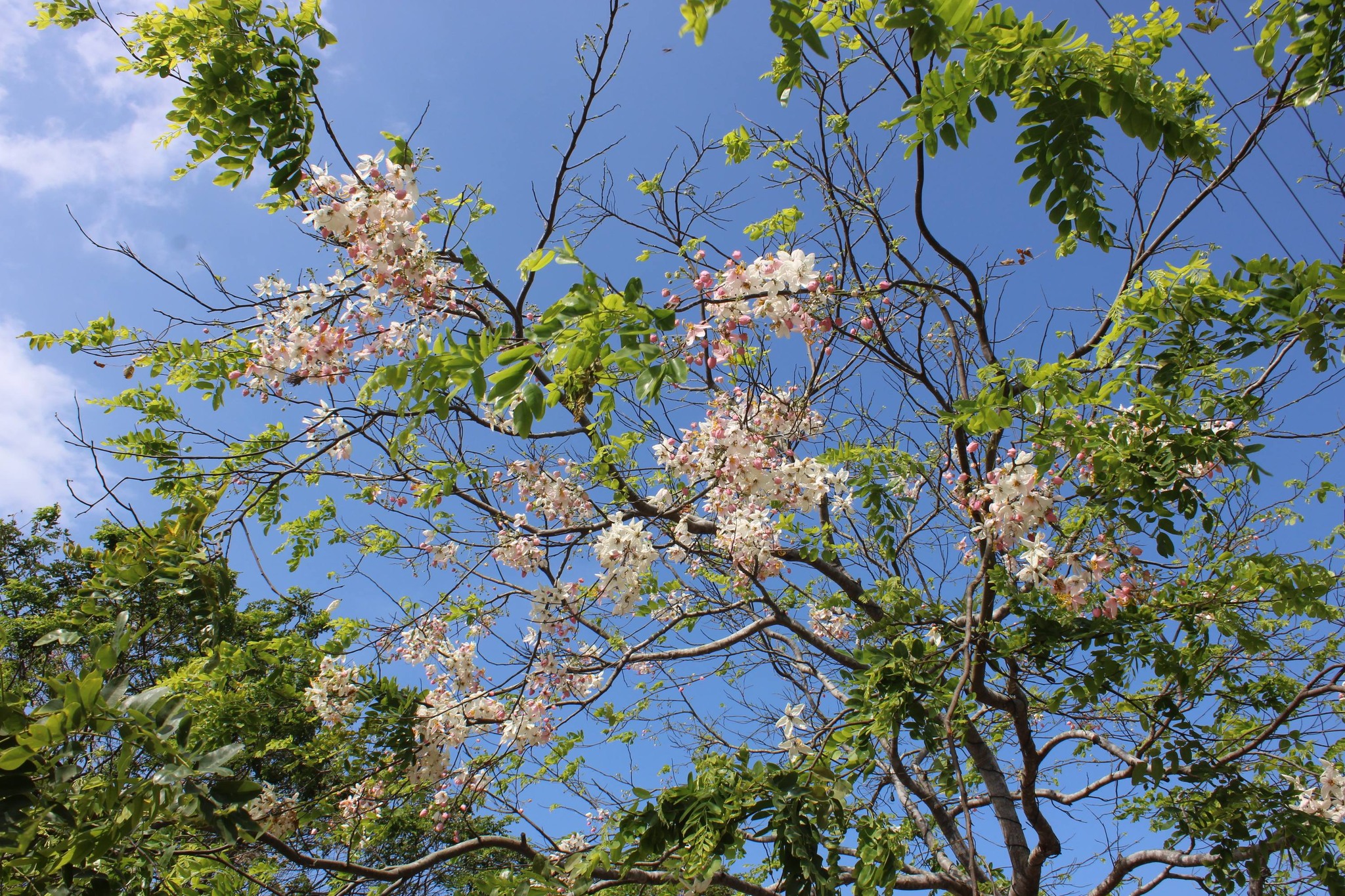 Balayong People's Park