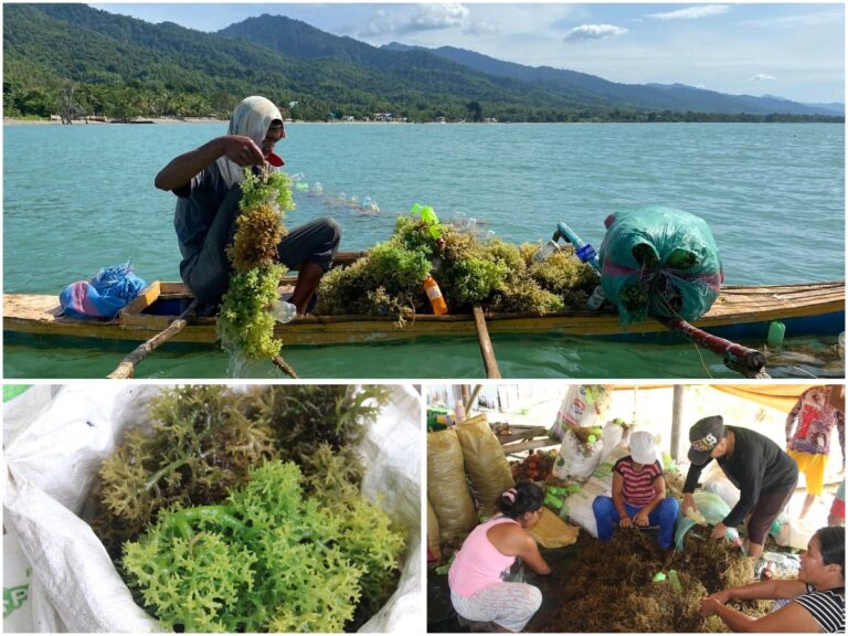 PROGRAMA PARA SA PAGTATANIM NG TAMBALANG PATULOY NA IPINAGKAKALOOB NG PAMAHALAANG LUNGSOD NG PUERTO PRINCESA.